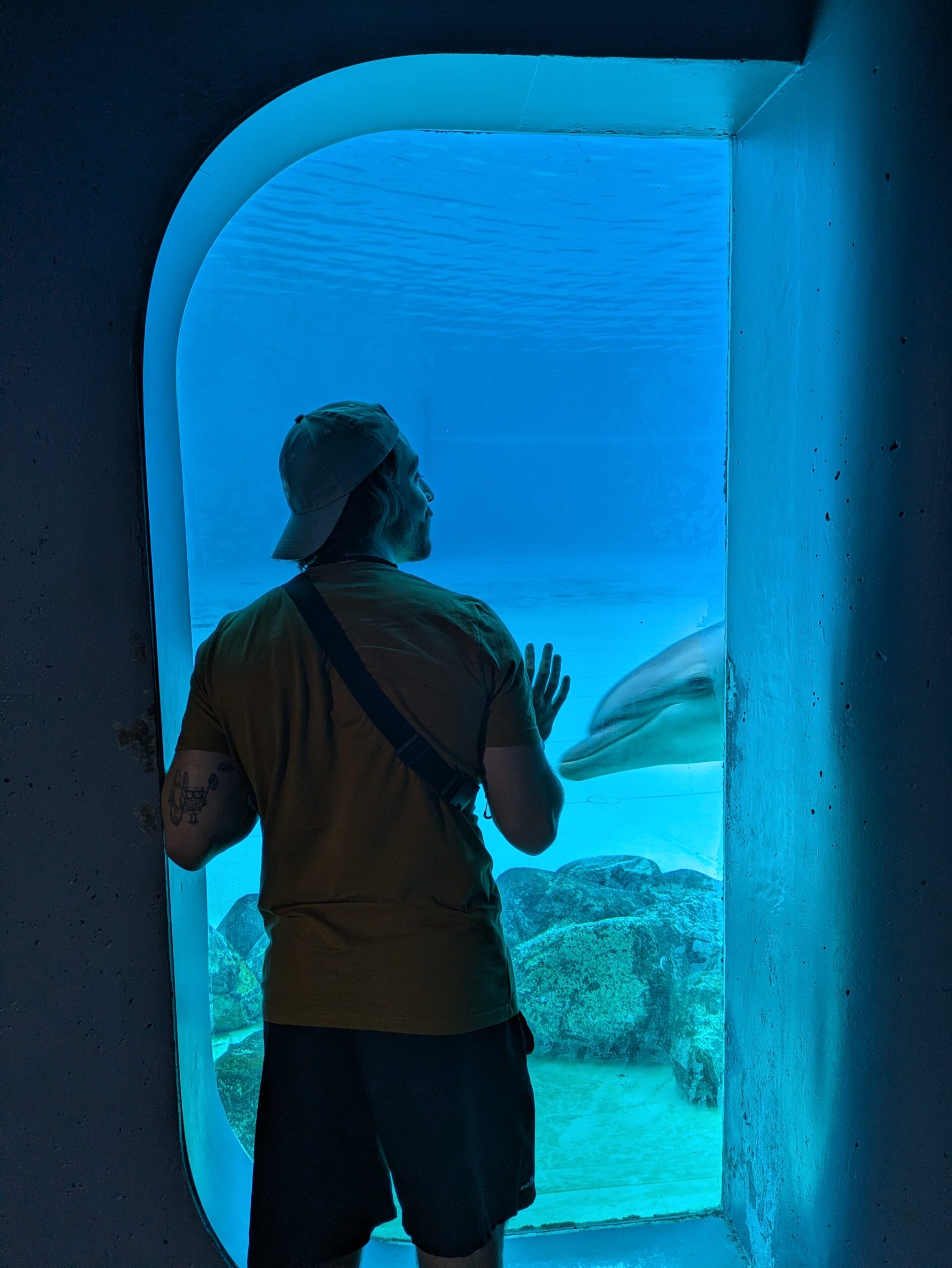 Aquarium watching dolphins swim